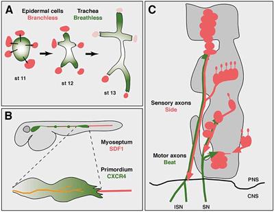 Axon Guidance and Collective Cell Migration by Substrate-Derived Attractants